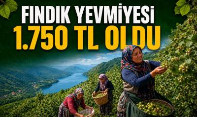 FINDIK FİYATI AÇIKLANMADAN GÜNLÜK ÜCRET AÇIKLANDI