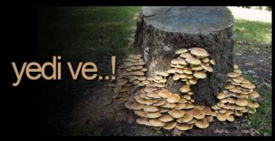 MANTAR YEDİ, DURUMU AĞIR !