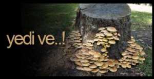 MANTAR YEDİ, DURUMU AĞIR !