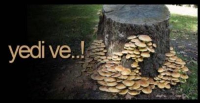 MANTAR YEDİ, DURUMU AĞIR !