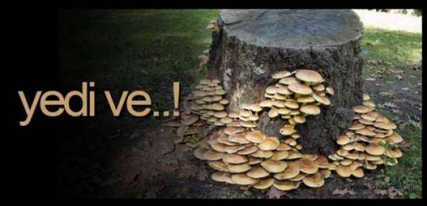 MANTAR YEDİ, DURUMU AĞIR !